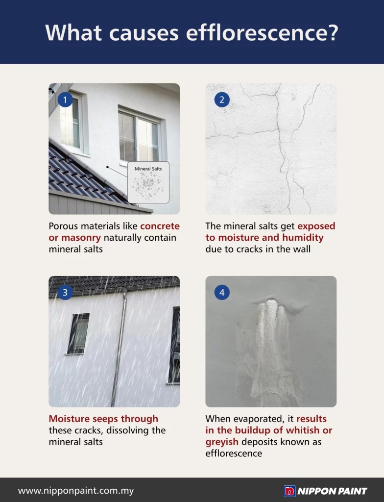 Infographic explaining the causes of efflorescence, featuring four steps: 1) Porous materials like concrete contain mineral salts; 2) Mineral salts exposed to moisture and humidity through wall cracks; 3) Moisture seeps through cracks, dissolving the salts; 4) Evaporation leads to white or grey deposits called efflorescence. Nippon Paint branding included.