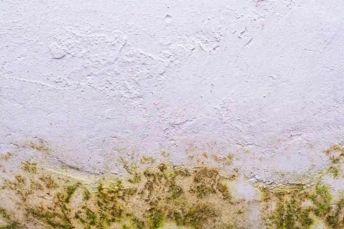 Fungus and mould growing on white exterior wall